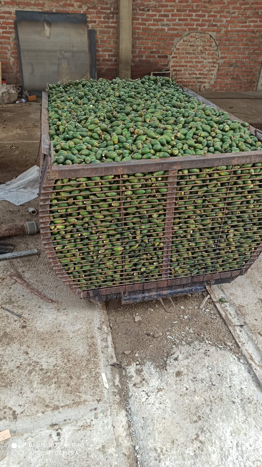 Process Betel 2