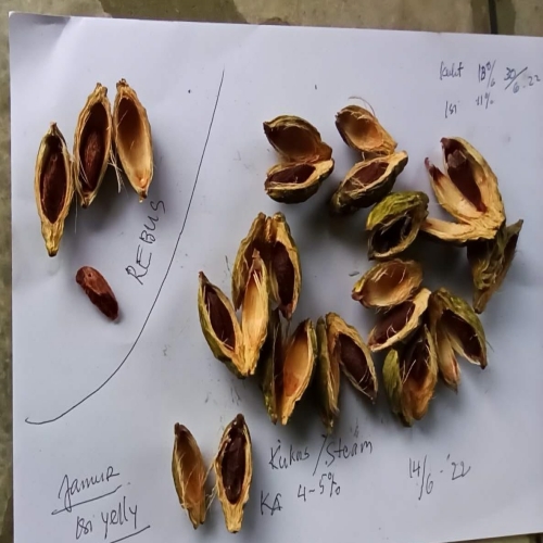 Young Betel Nut
