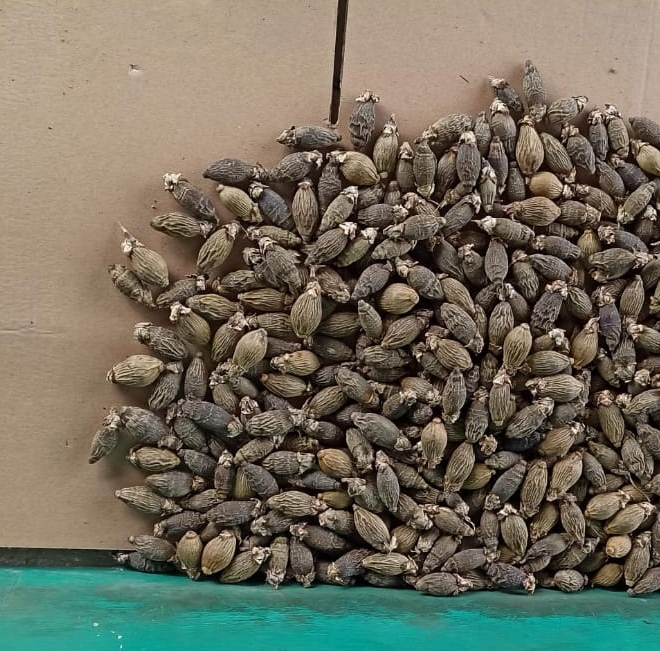 Young Betel Nut 2